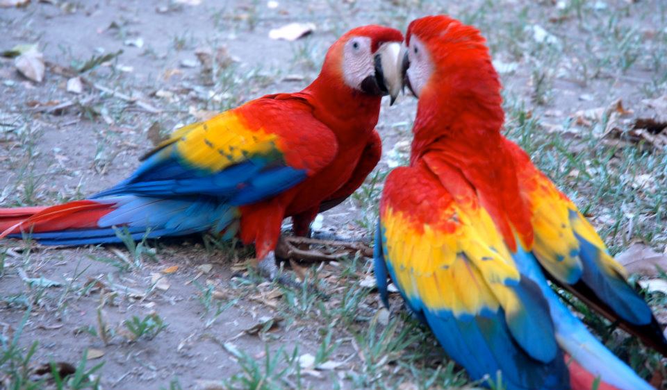 Macaw Pair