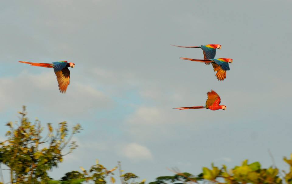 Lapas in flight