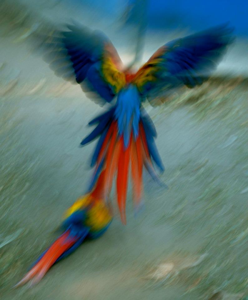 Blurred Macaw
